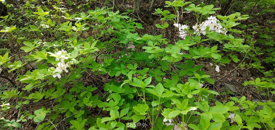 IMG_20180512_113114_Burst01