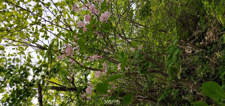 IMG_20180512_112445_Burst01