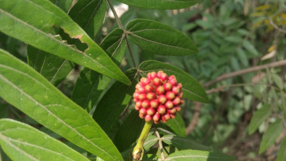 IMG_20180206_151517_BURST002