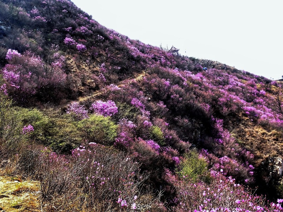 mmexport1524152063005-01