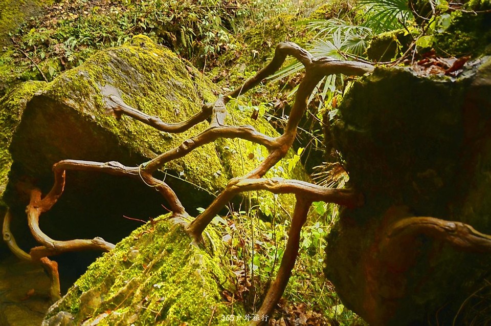 mmexport1546066471968