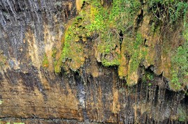 mmexport1547027561384