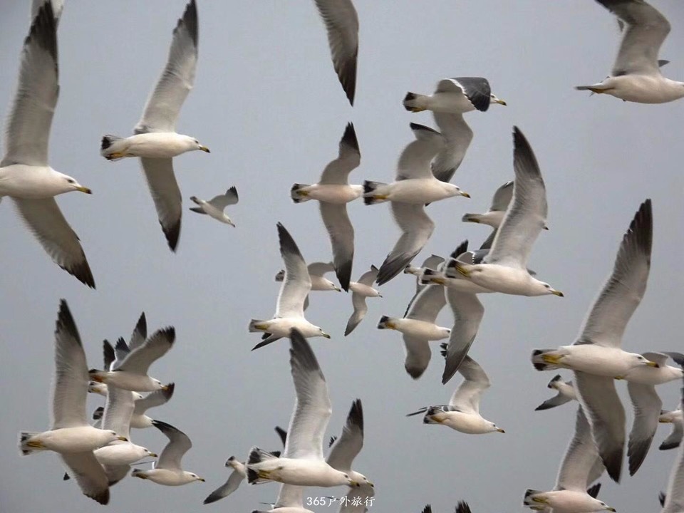 mmexport1548631007756