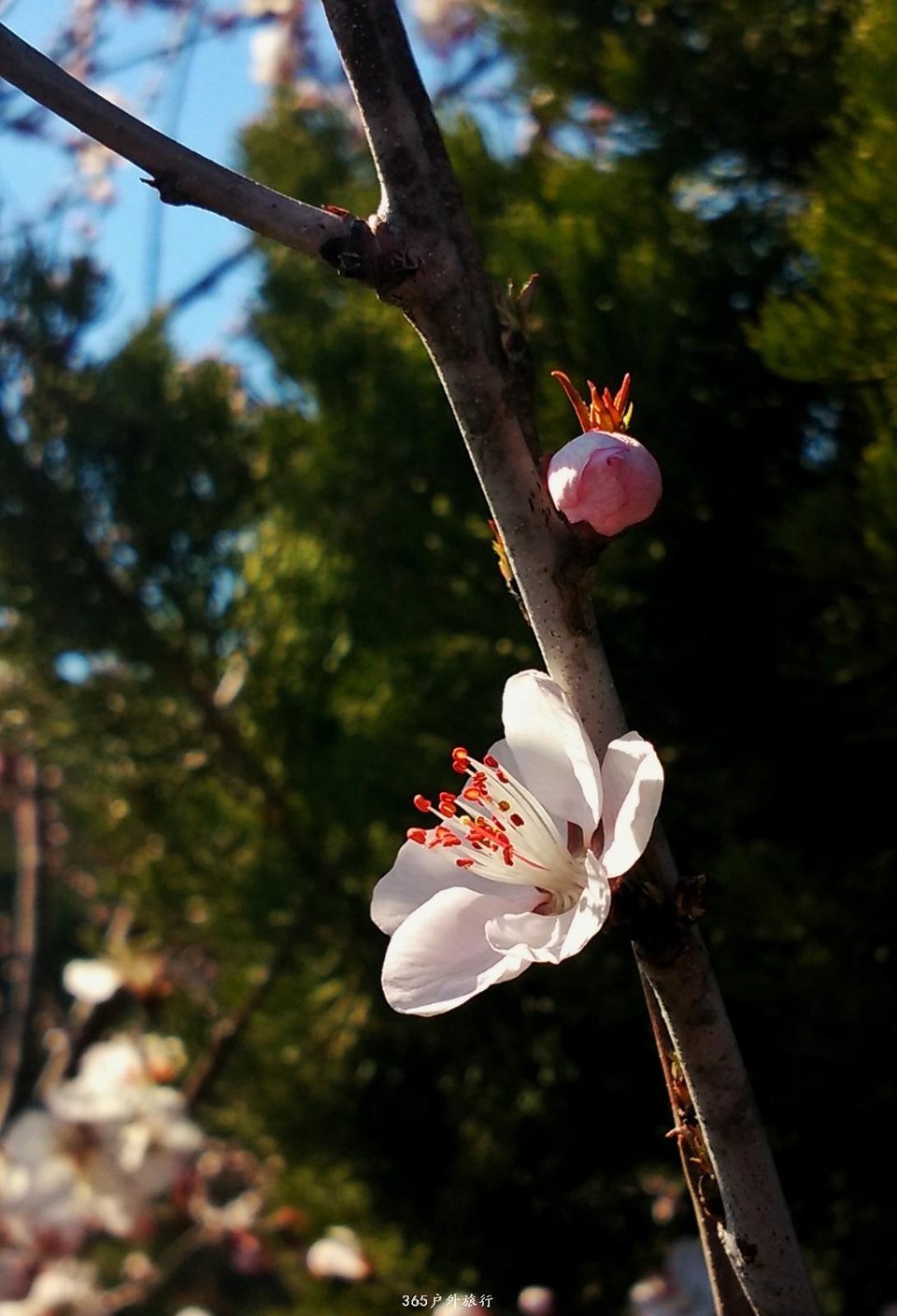 mmexport1553345478398