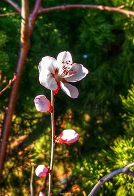 mmexport1553345463409