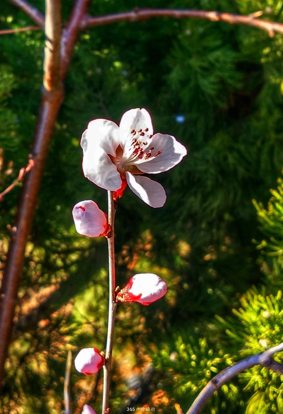 mmexport1553345463409