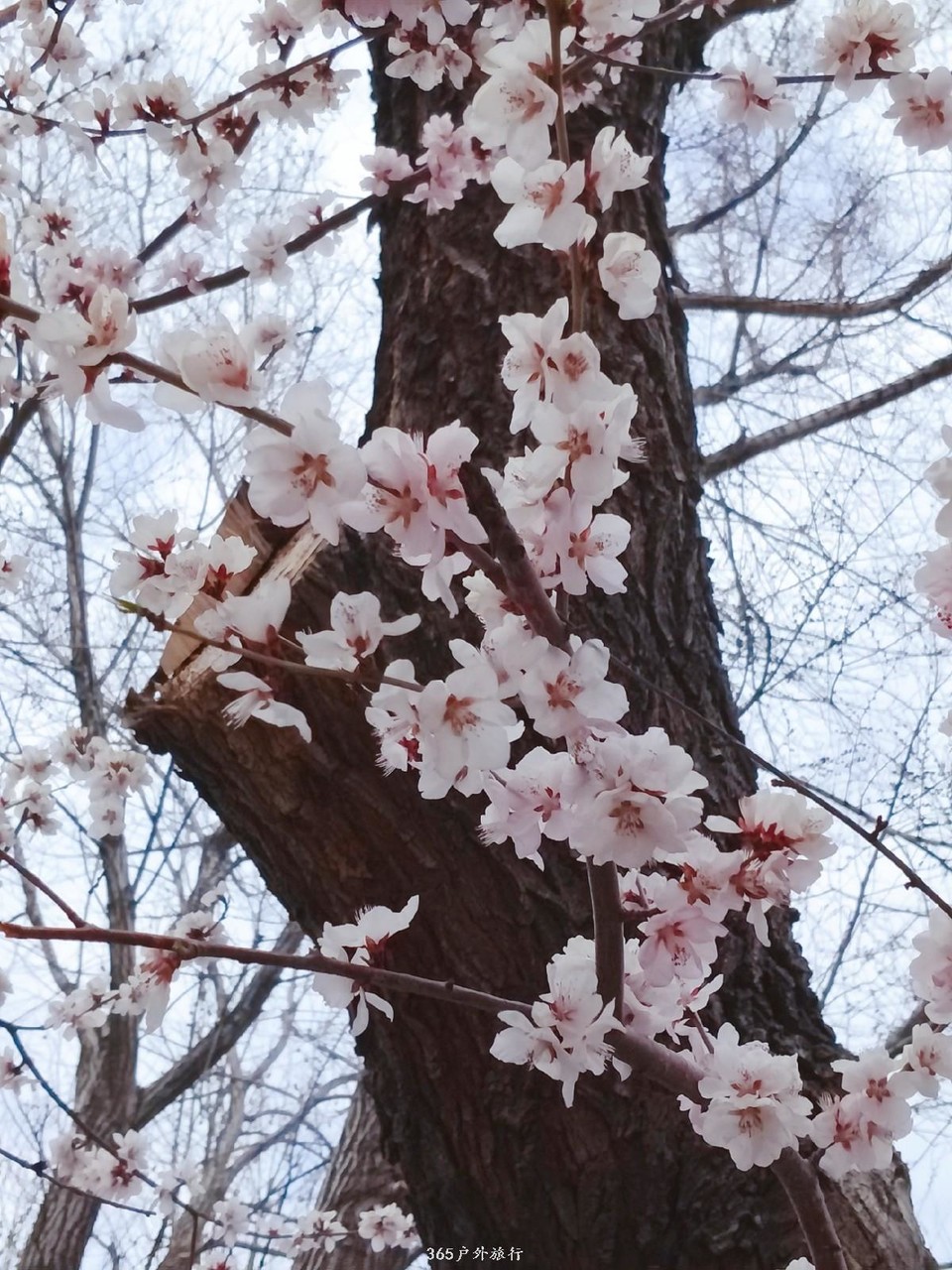 IMG20190328142944_mh1553764994221