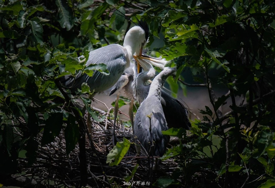 mmexport1559526472868