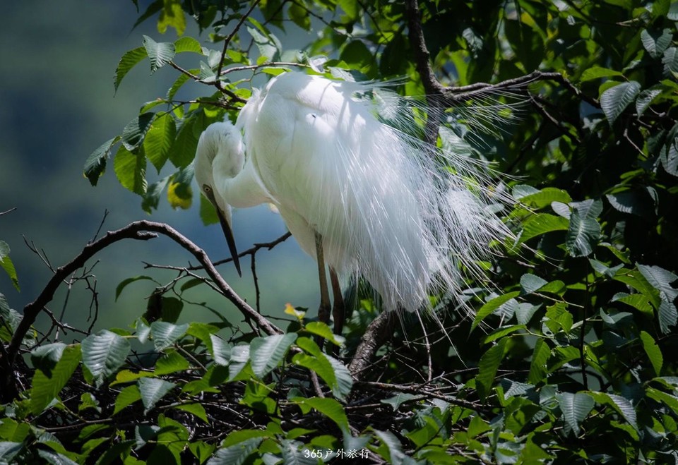 mmexport1559526482108