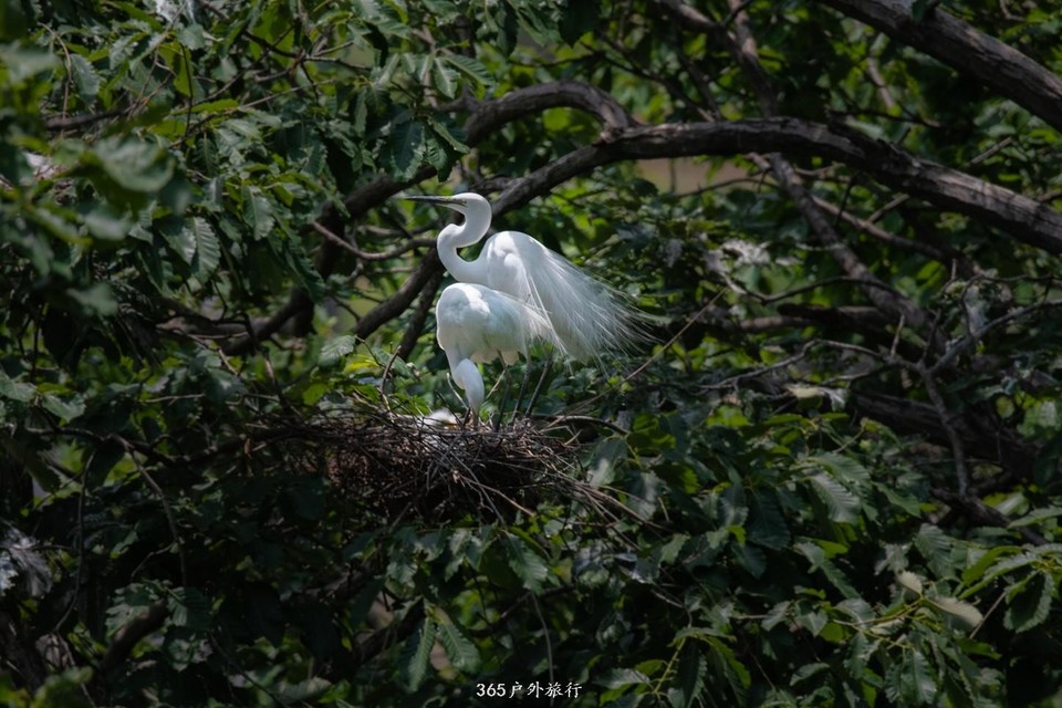 mmexport1559528352903