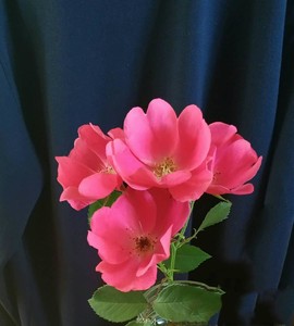 6CC0367C-B68B-4F29-95D9-75B7E60A1C02