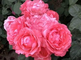 98FBCA1A-F7E7-4D4D-B611-EA0EE3988E1F