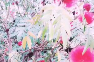 寻觅---那一抹红