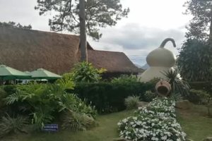 【音乐相册】365户外1月24、25日越南大叻行