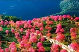 【滇西胜境】大理古城~沙溪古镇~诺邓古村~保山~瑞丽~芒市~腾冲银杏~和顺古镇~热海温泉~巍山古城~无量山樱花谷~双廊古镇