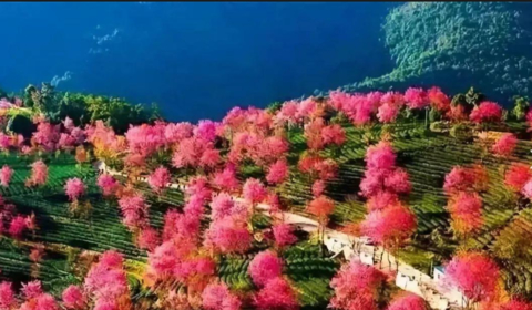 【滇西胜境】大理古城~沙溪古镇~诺邓古村~保山~瑞丽~芒市~腾冲银杏~和顺古镇~热海温泉~巍山古城~无量山樱花谷~双廊古镇