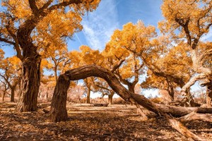 【越野～西行】西宁出发，经河西走廊到黑独山、芒崖，走若羌去塔里木胡杨，一场时空穿越的极致漫游