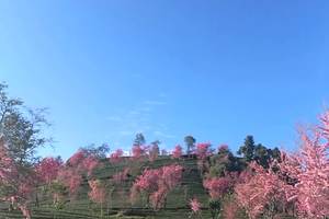 大理无量山樱花谷，正值樱花盛开时
