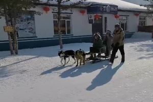 19/1/19雪乡狗拉雪橇