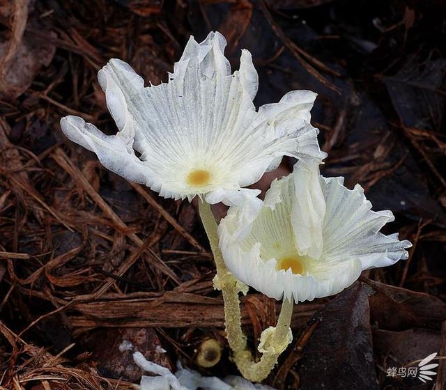 微妙的世界 这个摄影师为拍蘑菇跑遍了全世界