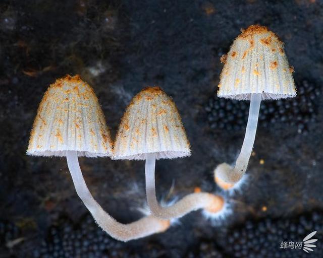 微妙的世界 这个摄影师为拍蘑菇跑遍了全世界