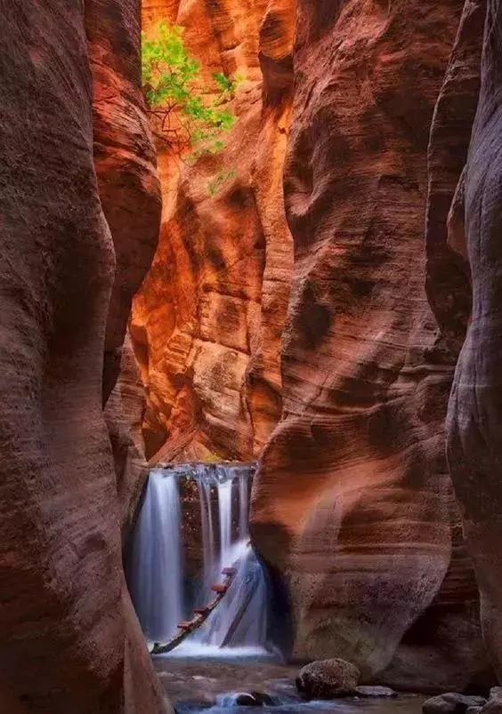 动物与自然难得一见的巧合之照