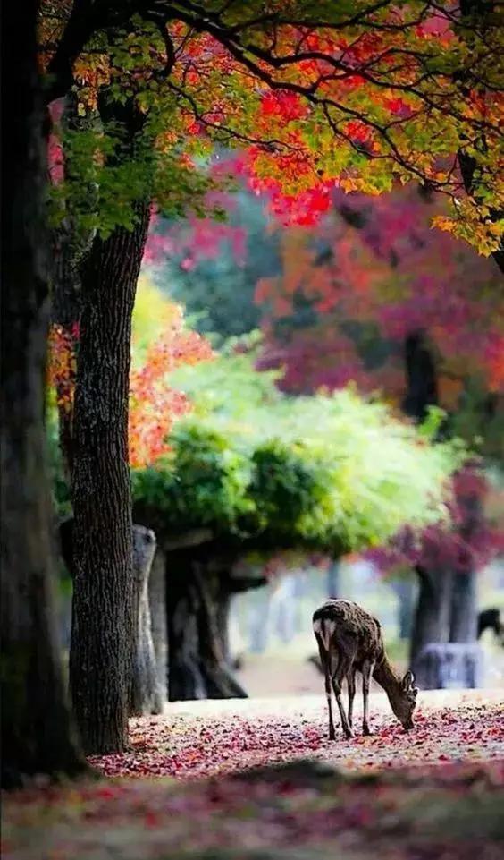 动物与自然难得一见的巧合之照