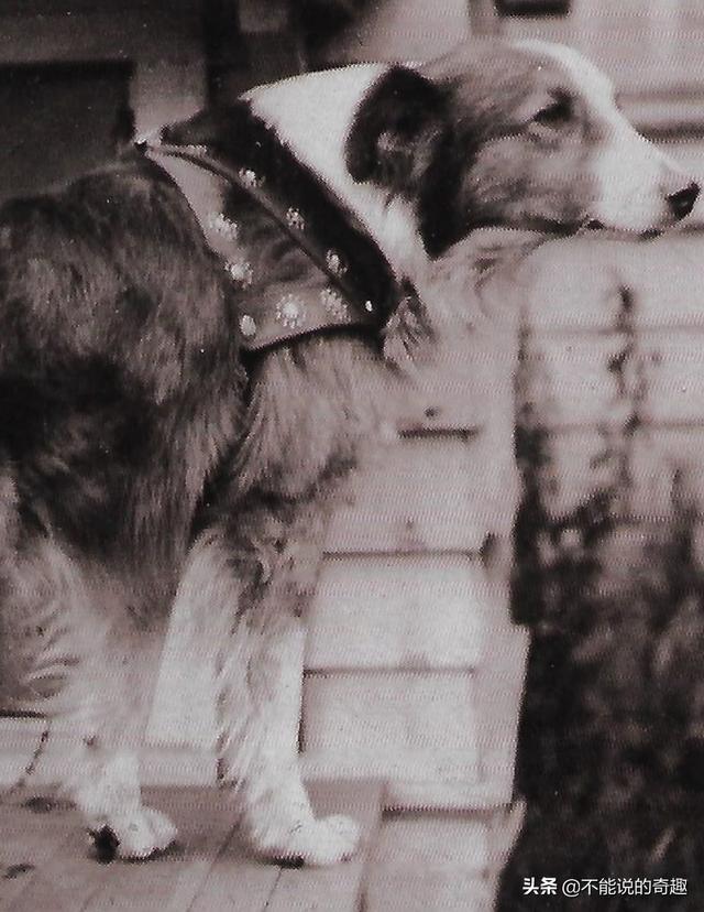 被称为“神奇的狗狗”：走失后踏遍千山万水，跨越4千公里终回家