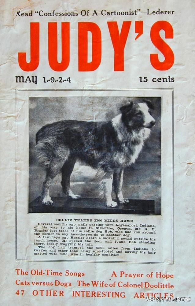 被称为“神奇的狗狗”：走失后踏遍千山万水，跨越4千公里终回家