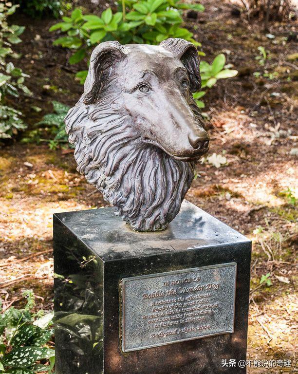 被称为“神奇的狗狗”：走失后踏遍千山万水，跨越4千公里终回家