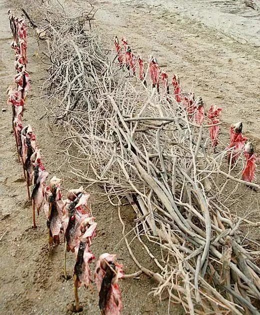 第一次去新疆吃烤肉，说先要15串，老板反复确认，端上来我人傻了