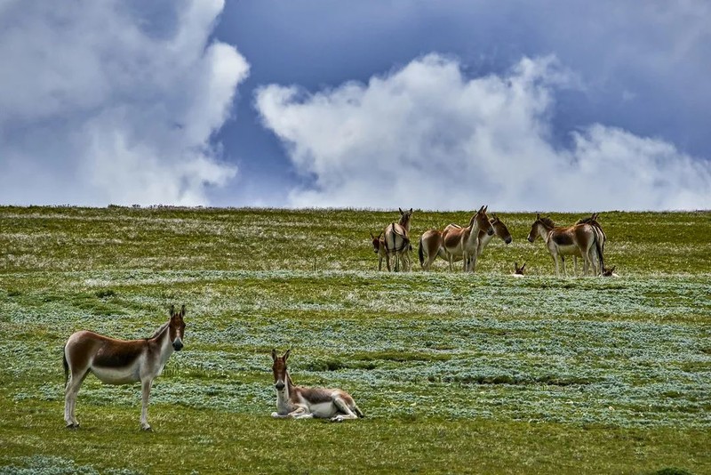 丁真的家乡在哪里，来补一堂地理课