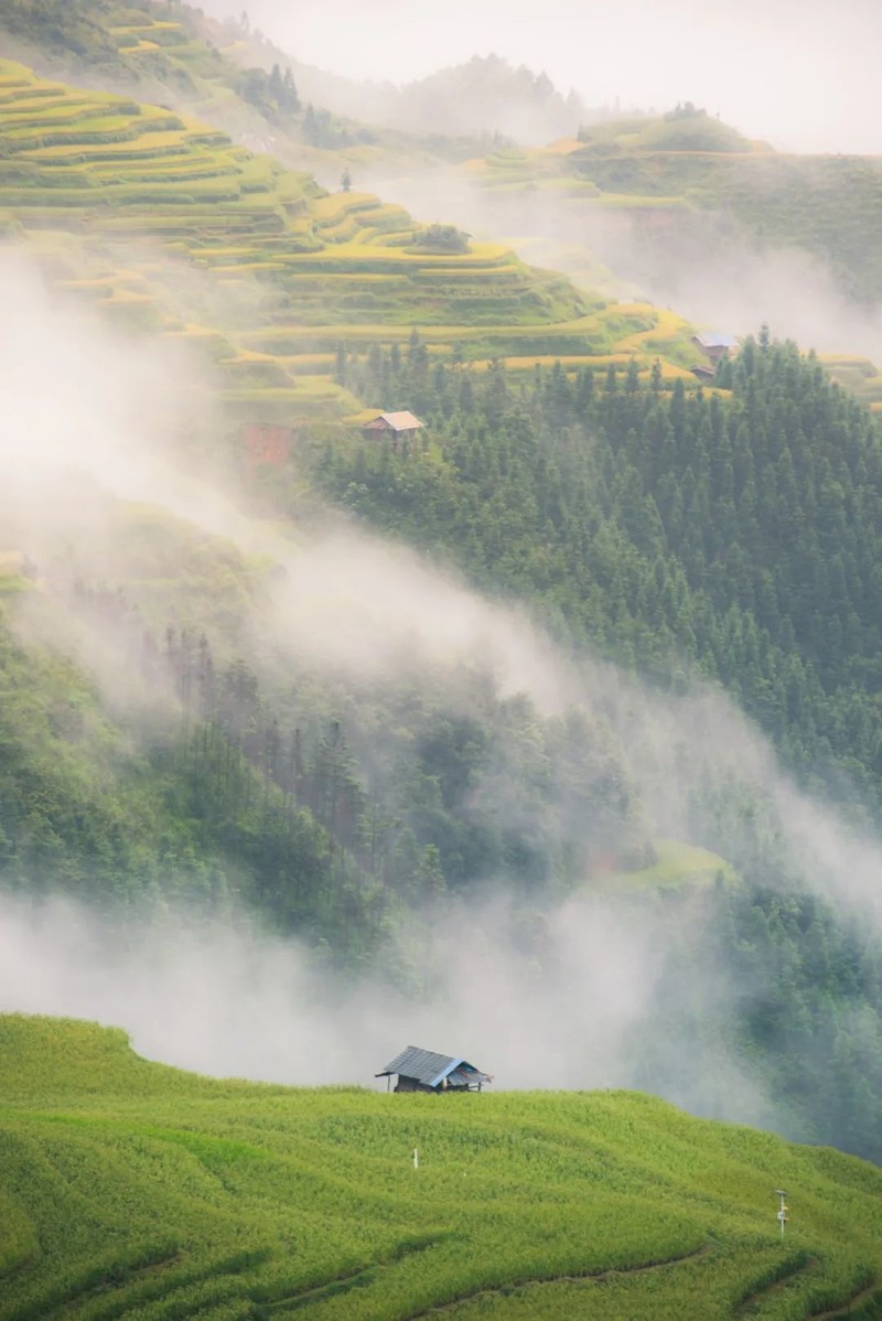 川南黔北：酒与粱的天作之合｜高粱记Ⅱ