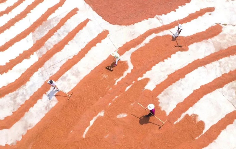 川南黔北：酒与粱的天作之合｜高粱记Ⅱ