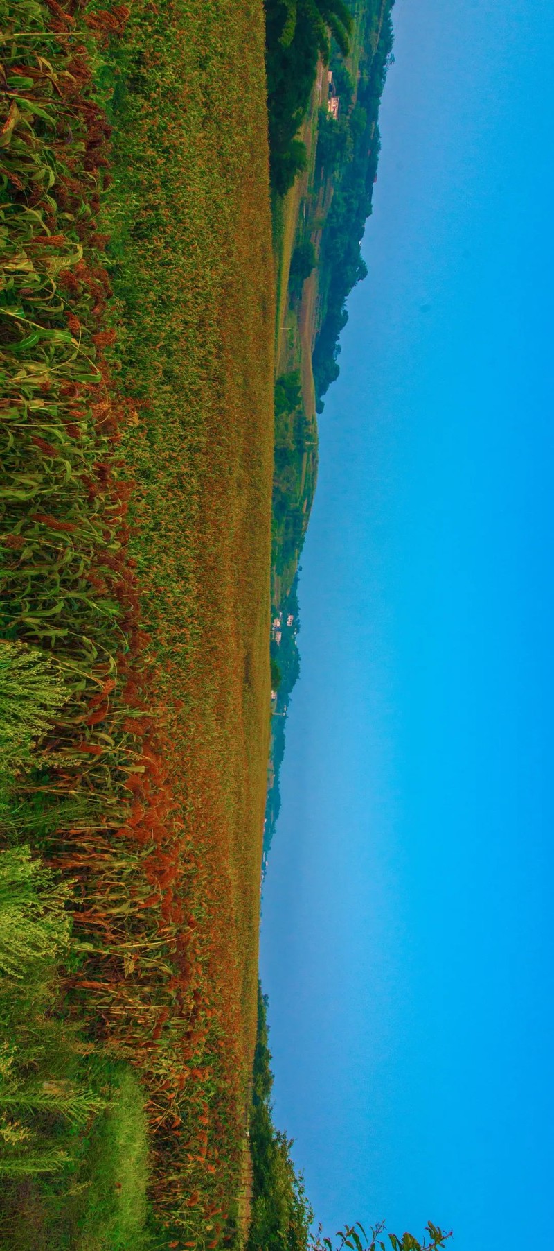 川南黔北：酒与粱的天作之合｜高粱记Ⅱ