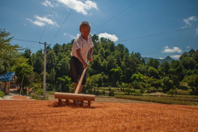 川南黔北：酒与粱的天作之合｜高粱记Ⅱ