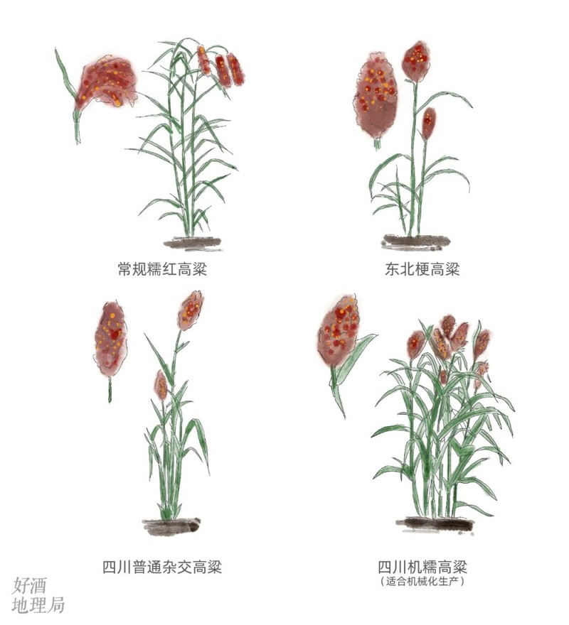 川南黔北：酒与粱的天作之合｜高粱记Ⅱ