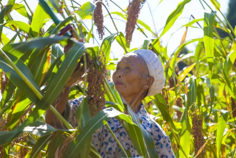 川南黔北：酒与粱的天作之合｜高粱记Ⅱ