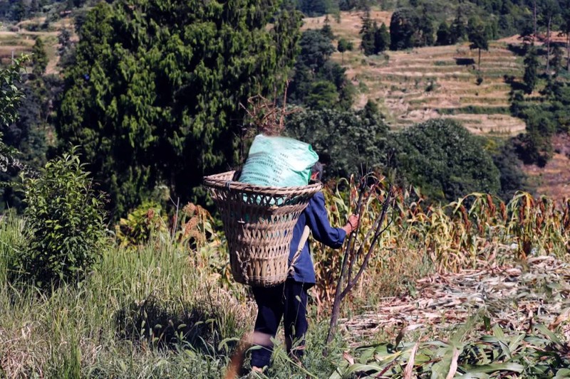 川南黔北：酒与粱的天作之合｜高粱记Ⅱ
