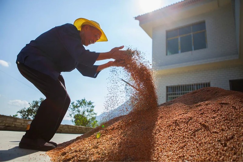 川南黔北：酒与粱的天作之合｜高粱记Ⅱ