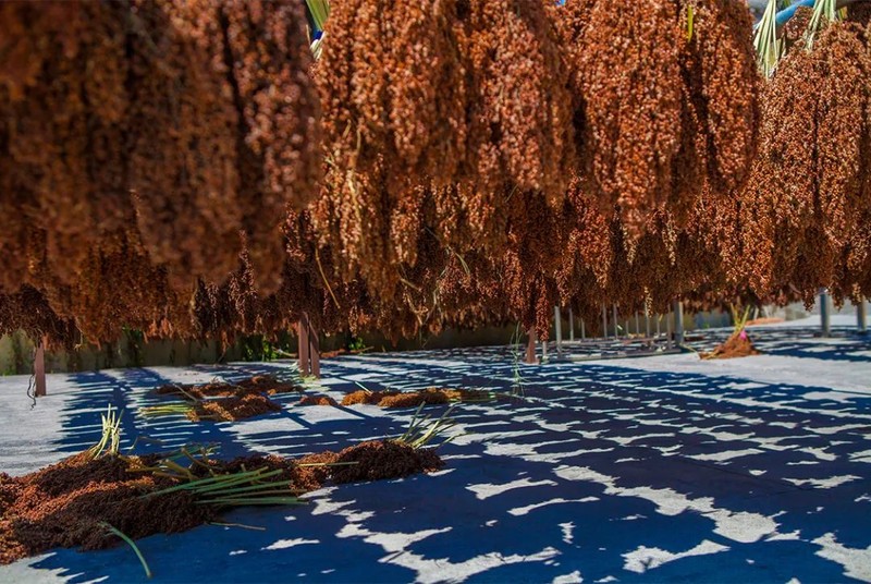 川南黔北：酒与粱的天作之合｜高粱记Ⅱ