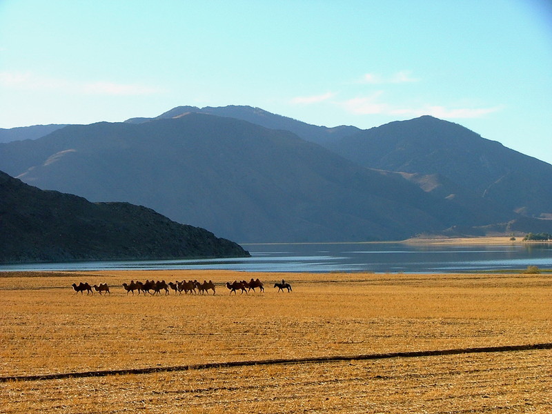 那个嫁到伊犁的可可托海女孩