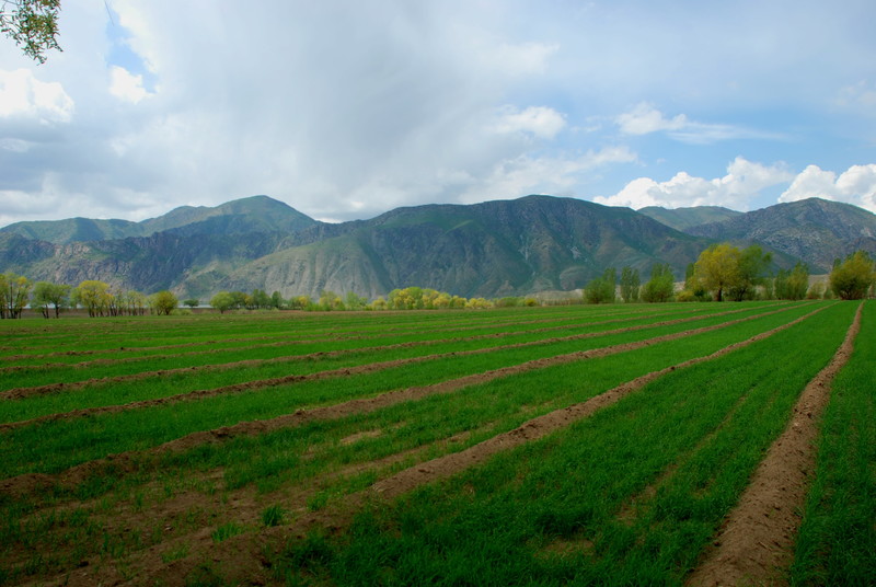 那个嫁到伊犁的可可托海女孩