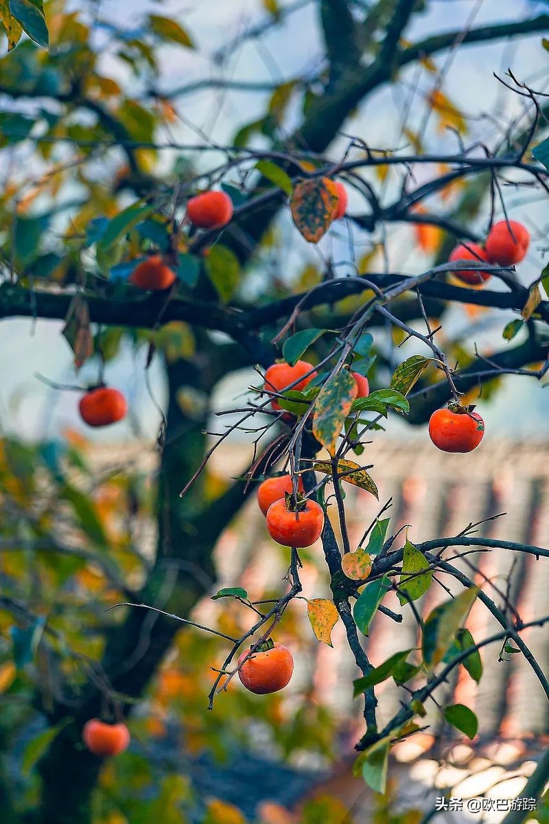 国内不能辜负的12个绝美古镇，累了就去小住几日，你去过几个？