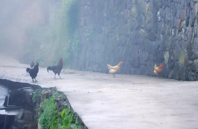 浙江有个“悬崖村”，藏在海拔800多米的深山中，绝美的天空之城