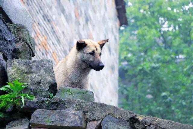 浙江有个“悬崖村”，藏在海拔800多米的深山中，绝美的天空之城