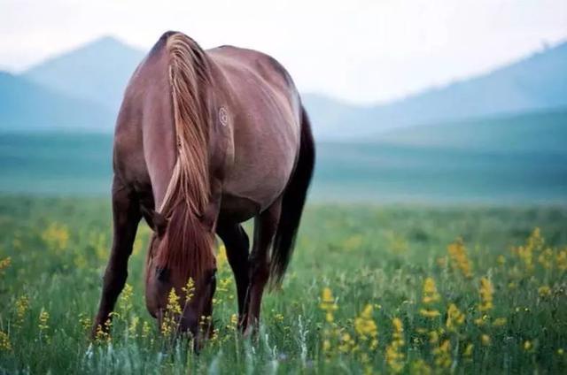 封闭半年，河北草原天路再次开放，再过10天，最美季节即将到来
