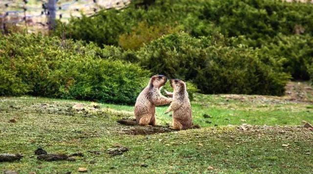 她只是四川的一个州，却霸占了川西美景的半壁江山