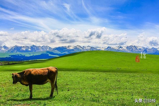 新疆有个最性感的“立体草原”，竟然比内蒙的草原还要美