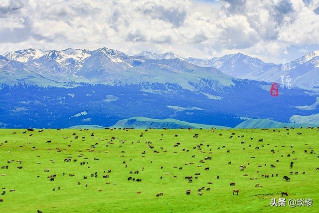 新疆有个最性感的“立体草原”，竟然比内蒙的草原还要美